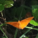 Dryas iulia