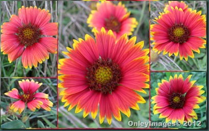 indian blanket collage