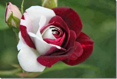 ATT00004MA29076384-0002 - Copy ATT00004MA29076384-0002 - Copy