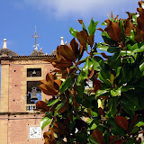 03/07. Najera: campanile, cicogne e magnolia.