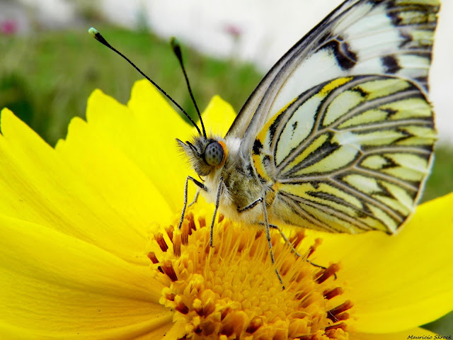 Tatochila autodice (HÜBNER, 1818), mâle. Environs de Curitiba, Paraná. 10 octobre 2010. Photo : Mauricio Skrock