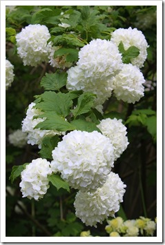 IMG_2859 IMG_2859