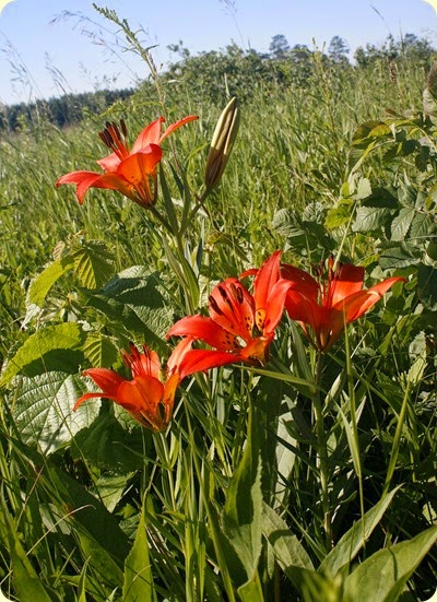 Prairie Lily