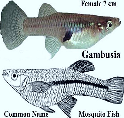 Gambusia-mosquitoes-eat-fish