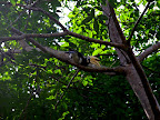 This is the first time in my life to witness a hornbill in the wild.