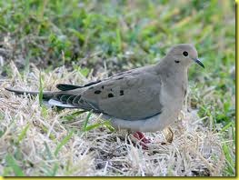 mourning dove 2 mourning dove 2