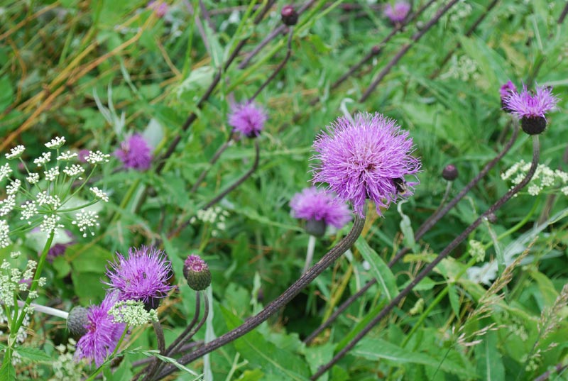 Valle_A._flora_07.jpg Valle A flora 07