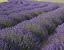 barnes - Lavender%252520Field.jpg