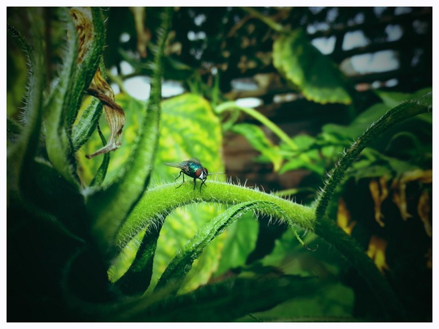 fly