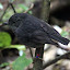 A Tiny Bird With A Very Loud Call - Wellington, New Zealand