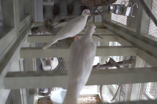 And now that they have feathers, mom and dad needn't be so attentive. Notice that they're both off the nest? And now that they have feathers, mom and dad needn't be so attentive. Notice that they're both off the nest?