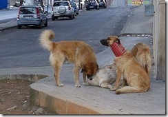 Cattura Cattura
