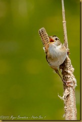 Marsh Wren