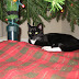 Christmas 2011