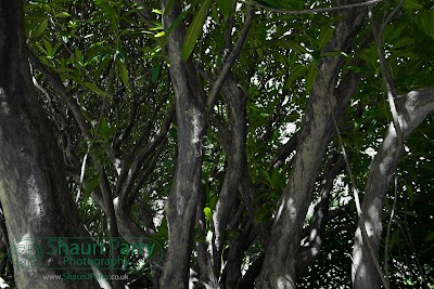 Glendurgan Garden-2.jpg