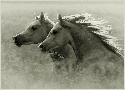 Arabian Wojtek Kwiatkowski Horse Photography