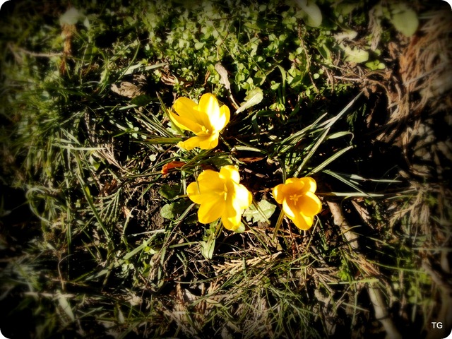 The first crocus