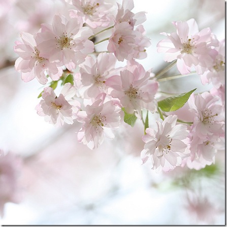 blomster3