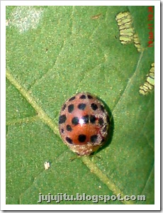 Kumbang Koksi ‘Twentyeight-spotted Potato Ladybird’ (Henosepilachna vigintioctopunctata) 08