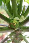 And look at this!  Those flowers are turning into tiny papayas!