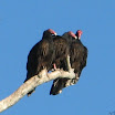 Manatee Springs, SC, GA 084.JPG