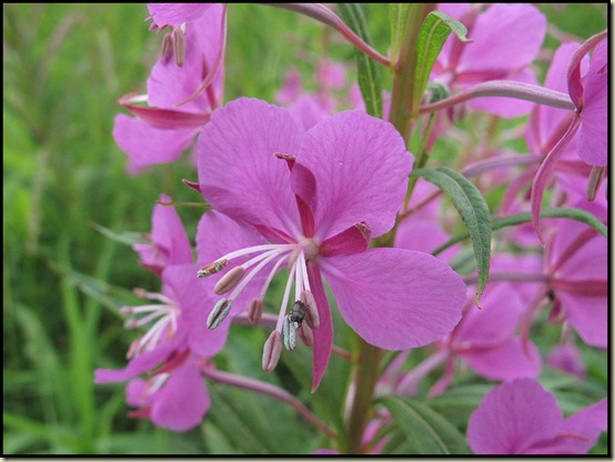 Rosebay Willowherb Rosebay Willowherb