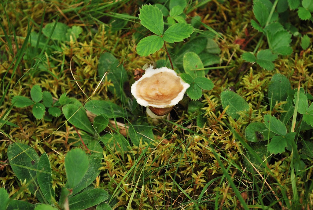 [mushroom-173.jpg]
