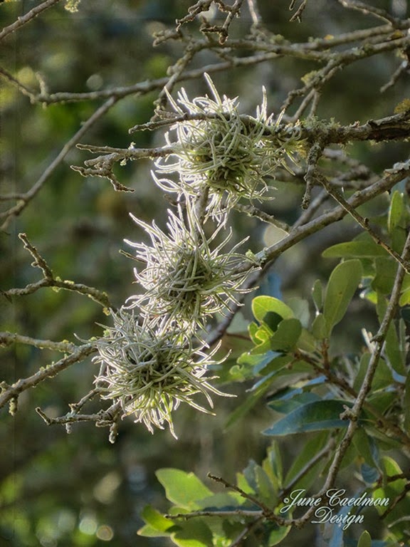 [AirPlant_kk_waterstainedframe3.jpg]