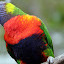 Lorikeet at Lone Pine Sanctuary - Brisbane, Australia