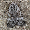 Fringe-Tree Sallow