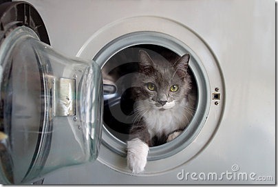 gatos lavadora (4)