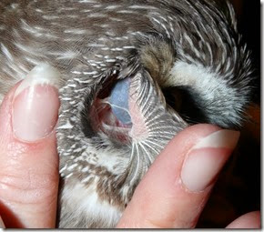 owl-eye-through-ear