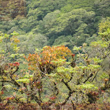 Trilha do Boquete Tree Trek Hotel - Boquete - Panamá