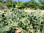 Cornichons sauvages