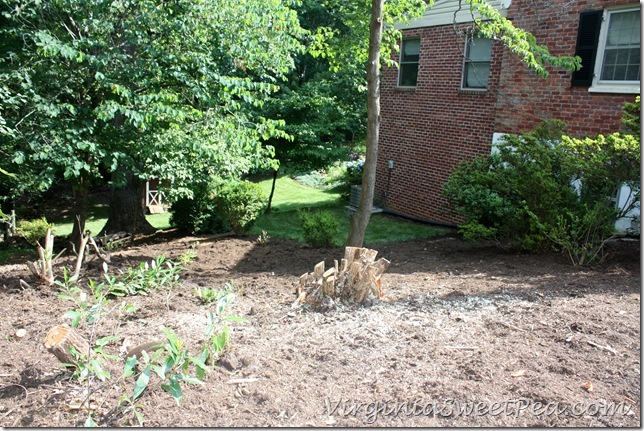 Renovated Shrubs Renovated Shrubs
