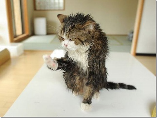 funny-animals-cute-2