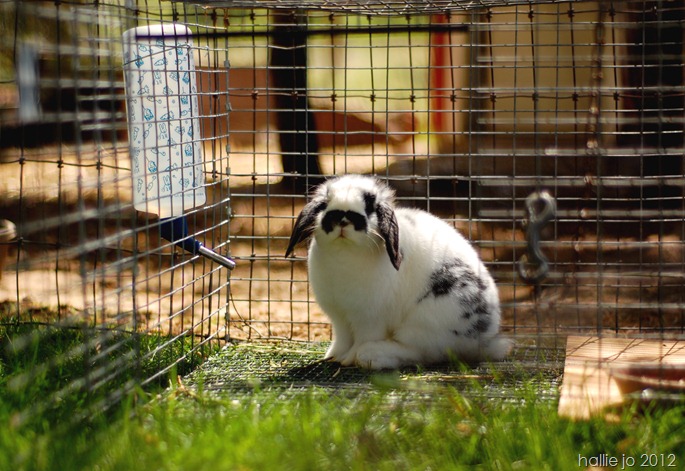 Bunny3 Bunny3