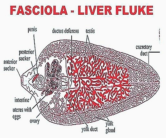 labelled diagram of fasciola hepatica fasciola hepatica liver fluke structure biozoom labelled diagram of fasciola hepatica fasciola hepatica liver fluke structure biozoom