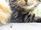 Sarah and Bixby just play sand giggled the whole time we were there!  They wanted kitties Alfonse and Segrid to come out and play too, but no such luck!