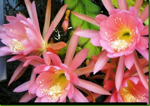 Epi Pulfords Giant Pink Epi Pulfords Giant Pink