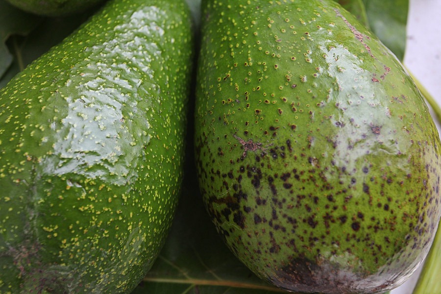 [120226_bacon-avocado_07%255B6%255D.jpg]