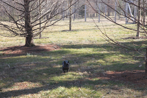 Here I am, Sharkey!  I was just paying a visit to our resident Pomeranian geese.  You know how much I like to bark at those honkers!  Where are you off to?  I'll drive, if you like.