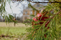 2014 március 1 alcsut Cryptomeria japonica japán ciprus sugi fenyő (1).jpg