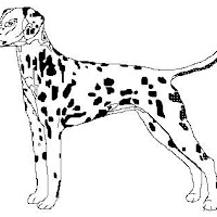 dalmata