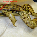 dissect04_labeled.jpg