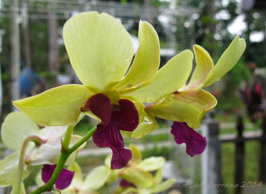 [04-08-orchid2%255B4%255D.jpg]
