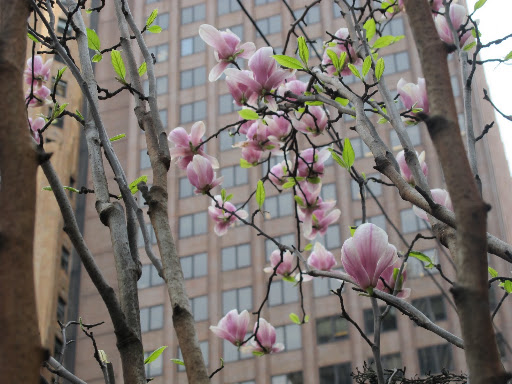 Magnolias are beginning to open up as well.