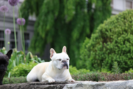 Francesca!  It appears, as I peer out over the farm,  that Peony has disappeared!