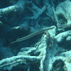  Scuba Dive Buck Island Reef