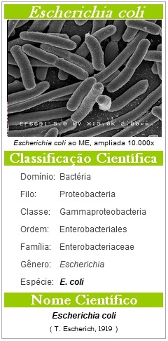 Escherichia coli